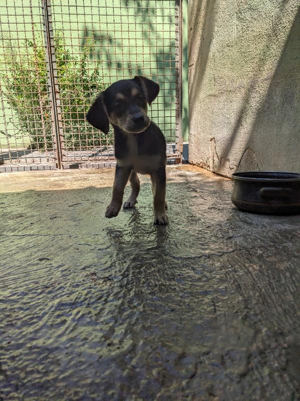 Zoey, Cucciola 2 Mesi Taglia Medio-Grande – Nero Focato